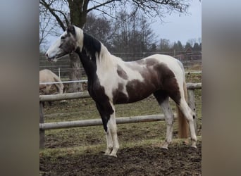 PRE Mestizo, Caballo castrado, 4 años, 168 cm, Pío