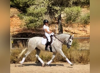 PRE, Caballo castrado, 4 años, 168 cm, Tordo