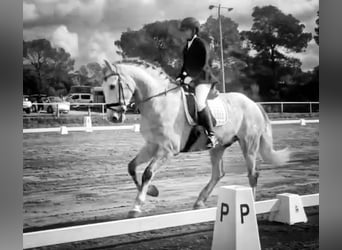 PRE, Caballo castrado, 4 años, 168 cm, Tordo