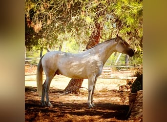 PRE, Caballo castrado, 4 años, 168 cm, Tordo