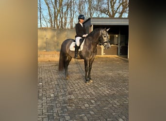 PRE Mestizo, Caballo castrado, 4 años, 168 cm, Tordo