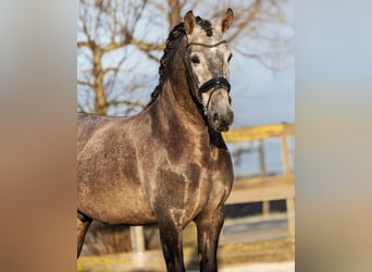 PRE, Caballo castrado, 4 años, 168 cm, Tordo