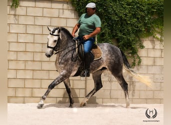 PRE Mestizo, Caballo castrado, 4 años, 168 cm, Tordo rodado