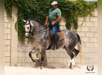 PRE Mestizo, Caballo castrado, 4 años, 168 cm, Tordo rodado