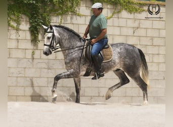 PRE Mestizo, Caballo castrado, 4 años, 168 cm, Tordo rodado