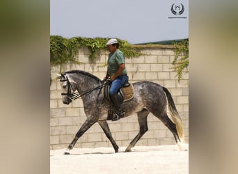 PRE Mestizo, Caballo castrado, 4 años, 168 cm, Tordo rodado