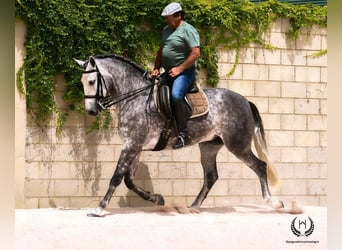 PRE Mestizo, Caballo castrado, 4 años, 168 cm, Tordo rodado