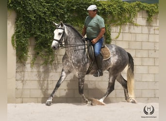 PRE Mestizo, Caballo castrado, 4 años, 168 cm, Tordo rodado