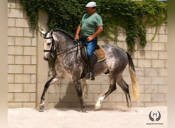 PRE Mestizo, Caballo castrado, 4 años, 168 cm, Tordo rodado