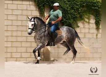 PRE Mestizo, Caballo castrado, 4 años, 168 cm, Tordo rodado