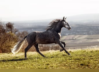 PRE, Caballo castrado, 4 años, 168 cm, Tordo rodado