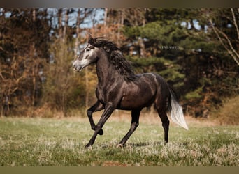PRE, Caballo castrado, 4 años, 168 cm, Tordo rodado