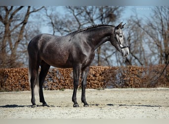 PRE, Caballo castrado, 4 años, 168 cm, Tordo rodado