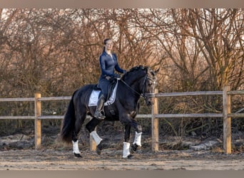 PRE, Caballo castrado, 4 años, 169 cm, Negro