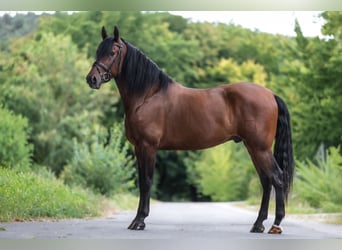 PRE Mestizo, Caballo castrado, 4 años, 170 cm, Castaño PRE Mestizo, Caballo castrado, 4 años, 170 cm, Castaño