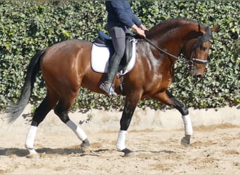 PRE, Caballo castrado, 4 años, 170 cm, Castaño rojizo