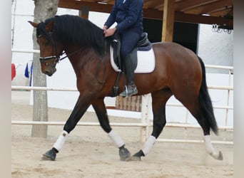 PRE, Caballo castrado, 4 años, 170 cm, Castaño rojizo