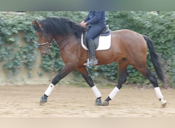 PRE, Caballo castrado, 4 años, 170 cm, Castaño rojizo