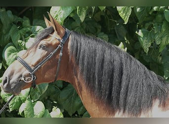 PRE, Caballo castrado, 4 años, 170 cm, Castaño rojizo