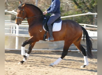 PRE, Caballo castrado, 4 años, 170 cm, Castaño rojizo