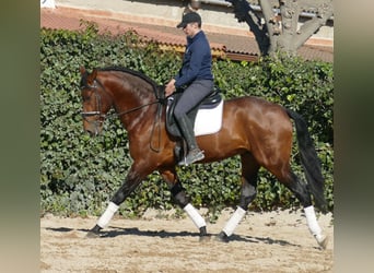 PRE, Caballo castrado, 4 años, 170 cm, Castaño rojizo