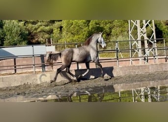 PRE, Caballo castrado, 4 años, 170 cm, Tordo