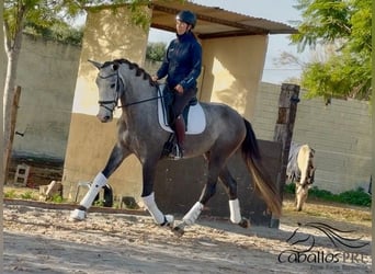 PRE Mestizo, Caballo castrado, 4 años, 170 cm, Tordo