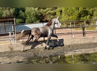 PRE Mestizo, Caballo castrado, 4 años, 170 cm, Tordo
