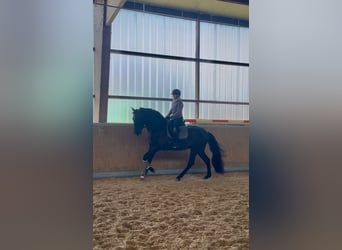 PRE Mestizo, Caballo castrado, 4 años, 171 cm, Negro