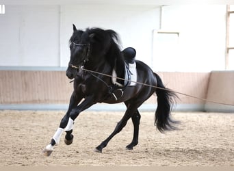 PRE Mestizo, Caballo castrado, 4 años, 171 cm, Negro