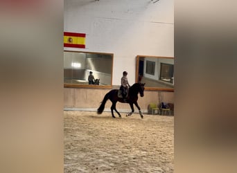 PRE Mestizo, Caballo castrado, 4 años, 171 cm, Negro