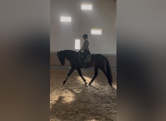 PRE Mestizo, Caballo castrado, 4 años, 171 cm, Negro