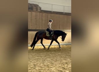 PRE Mestizo, Caballo castrado, 4 años, 171 cm, Negro