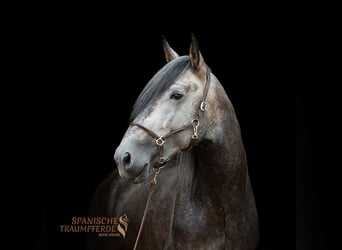 PRE Mestizo, Caballo castrado, 4 años, 172 cm, Tordo