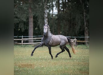 PRE Mestizo, Caballo castrado, 4 años, 172 cm, Tordo