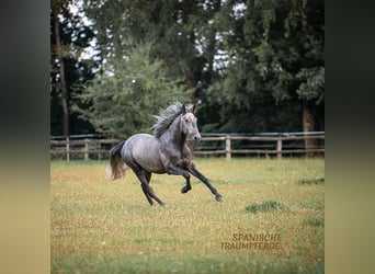 PRE Mestizo, Caballo castrado, 4 años, 172 cm, Tordo