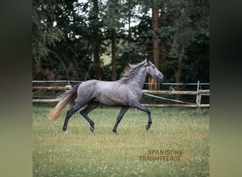 PRE Mestizo, Caballo castrado, 4 años, 172 cm, Tordo