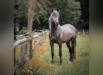 PRE Mestizo, Caballo castrado, 4 años, 172 cm, Tordo