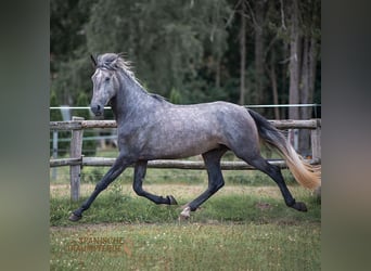 PRE Mestizo, Caballo castrado, 4 años, 172 cm, Tordo