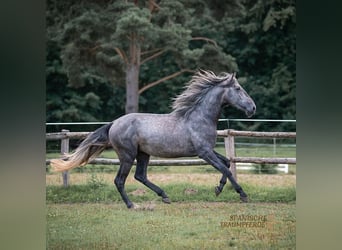 PRE Mestizo, Caballo castrado, 4 años, 172 cm, Tordo