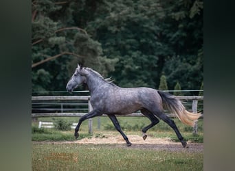 PRE Mestizo, Caballo castrado, 4 años, 172 cm, Tordo