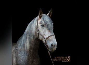 PRE Mestizo, Caballo castrado, 4 años, 172 cm, Tordo