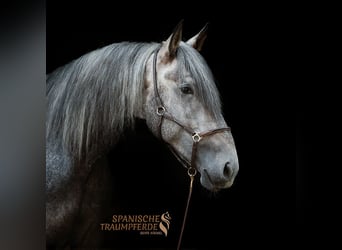 PRE Mestizo, Caballo castrado, 4 años, 172 cm, Tordo