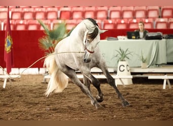 PRE, Caballo castrado, 4 años, 172 cm, Tordo