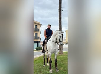 PRE, Caballo castrado, 4 años, 172 cm, Tordo