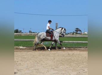 PRE, Caballo castrado, 4 años, 172 cm, Tordo