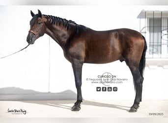 PRE, Caballo castrado, 4 años, 180 cm, Castaño