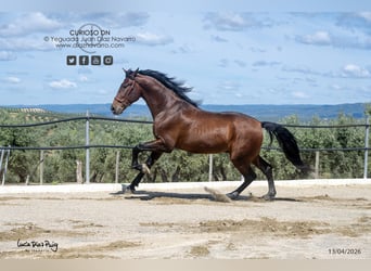PRE, Caballo castrado, 4 años, 180 cm, Castaño