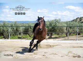 PRE, Caballo castrado, 4 años, 180 cm, Castaño
