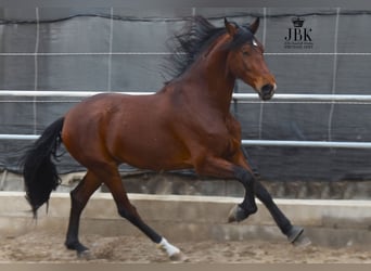 PRE Mestizo, Caballo castrado, 4 años, 180 cm, Castaño
